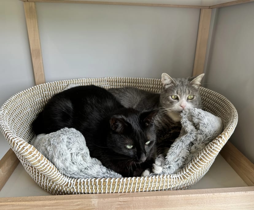 $300, Share-house, 4 bathrooms, Drouin VIC 3818