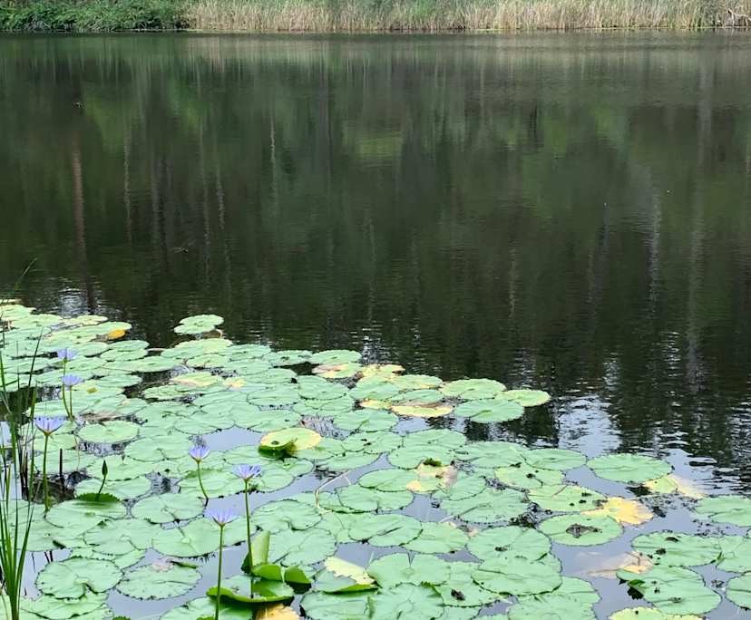 $300-330, Share-house, 2 rooms, Mount Gravatt QLD 4122, Mount Gravatt QLD 4122