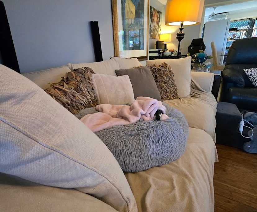 $450-500, Student-accommodation, 3 rooms, Helensvale QLD 4212, Helensvale QLD 4212