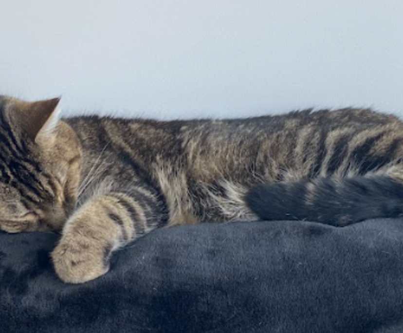 $420, Flatshare, 2 bathrooms, Fortitude Valley QLD 4006