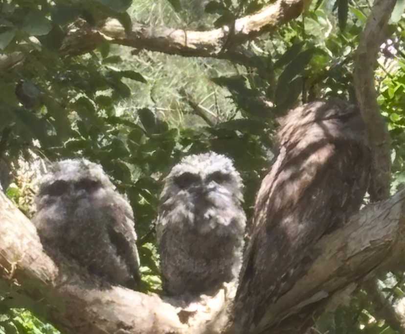 $360, Share-house, 4 bathrooms, Longueville NSW 2066