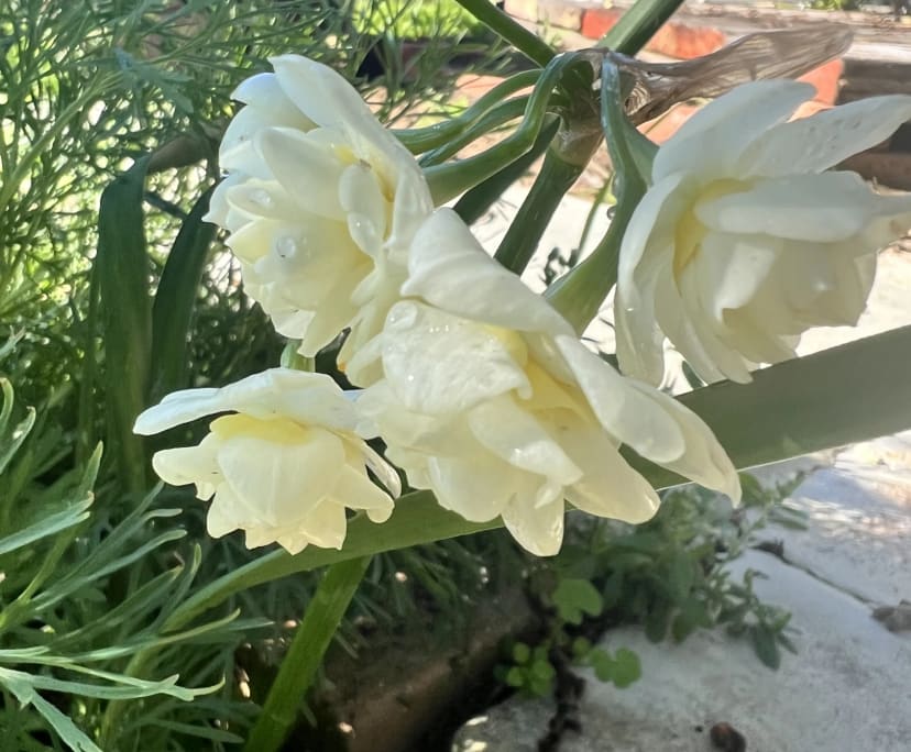 $300, Student-accommodation, 2 bathrooms, Hamilton Hill WA 6163