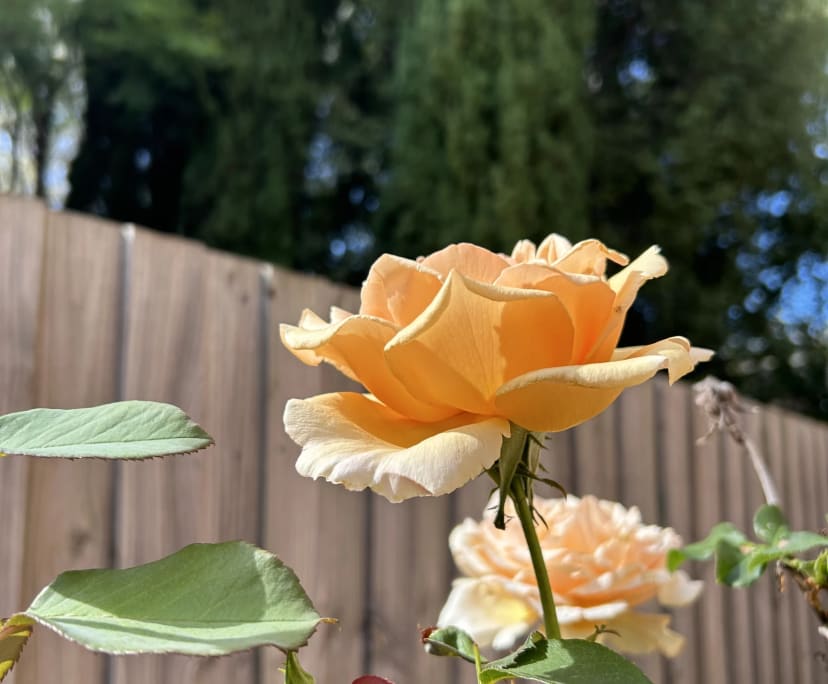 $290, Share-house, 4 bathrooms, Rosanna VIC 3084