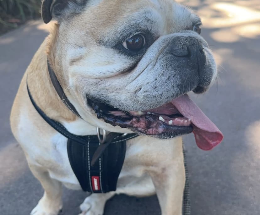 $270, Share-house, 3 bathrooms, Spring Mountain QLD 4300