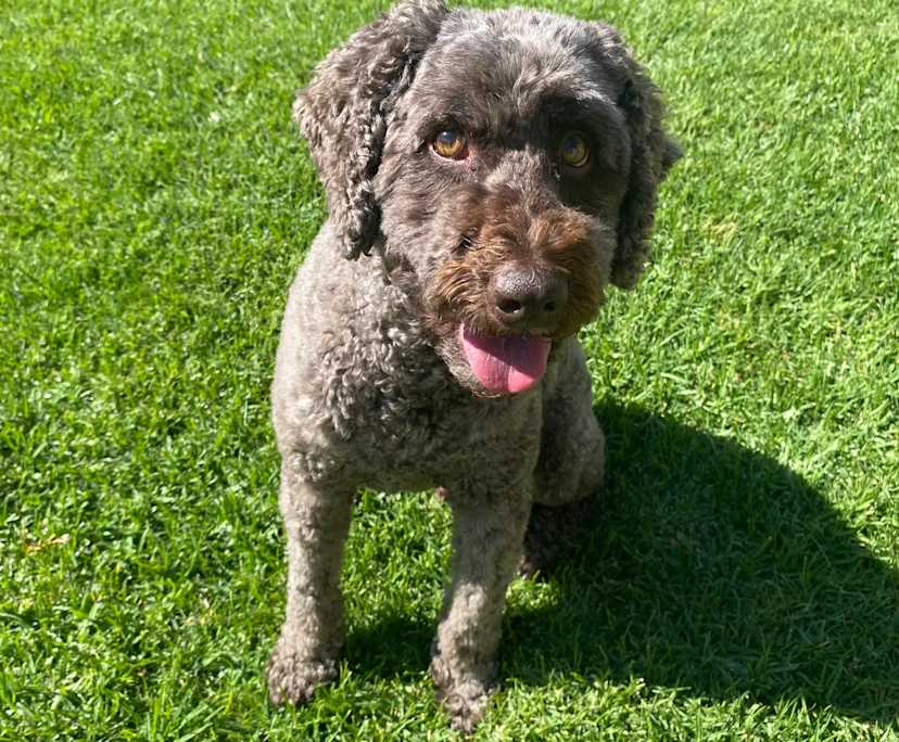 $350, Share-house, 3 bathrooms, Albion Park Rail NSW 2527