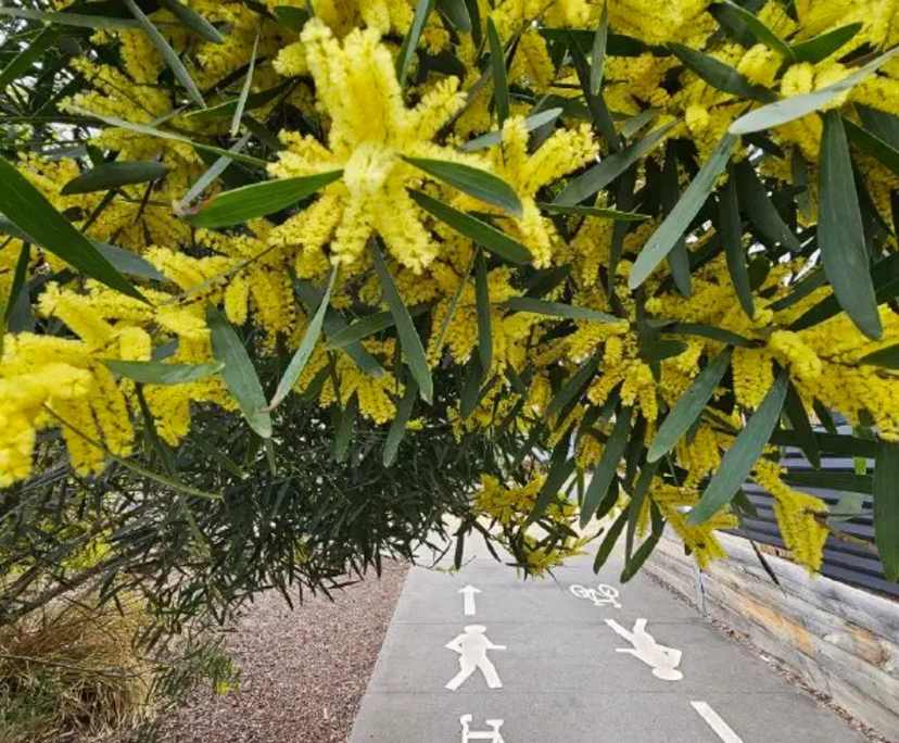 $420, Share-house, 3 bathrooms, Caroline Springs VIC 3023