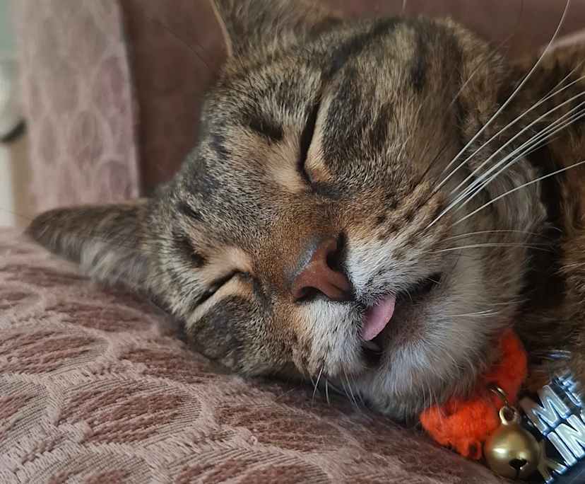 $223, Share-house, 3 bathrooms, Camp Hill QLD 4152