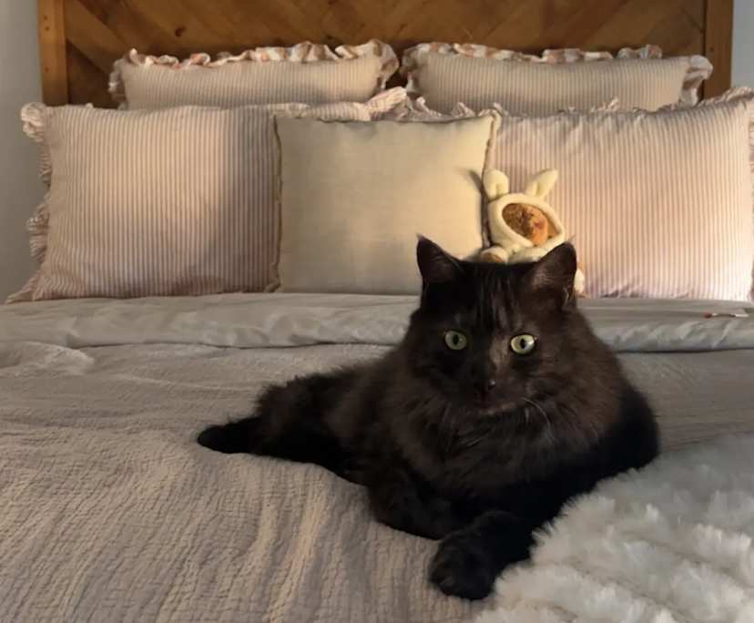 $300, Share-house, 3 rooms, Drouin VIC 3818, Drouin VIC 3818