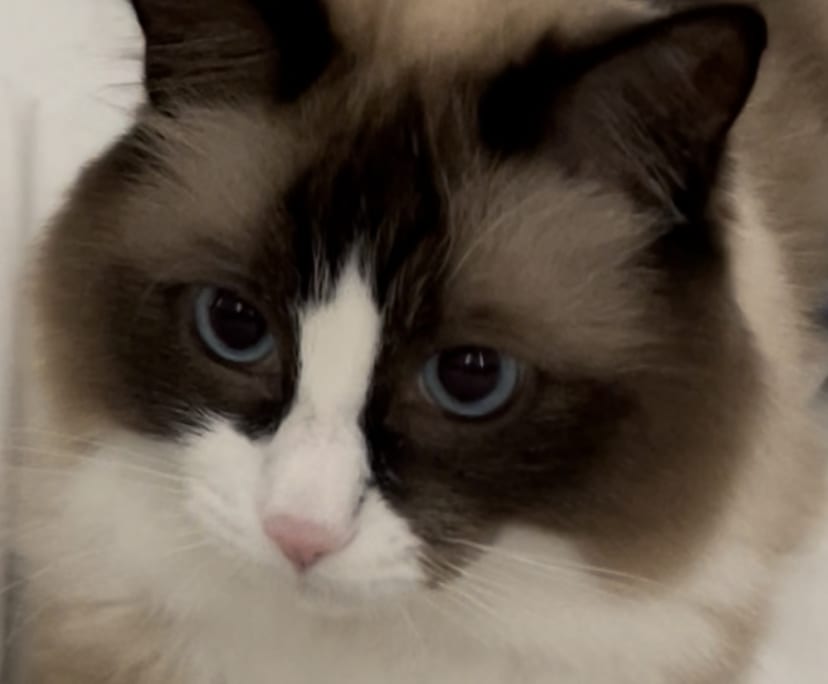 $430, Flatshare, 2 bathrooms, Rhodes NSW 2138