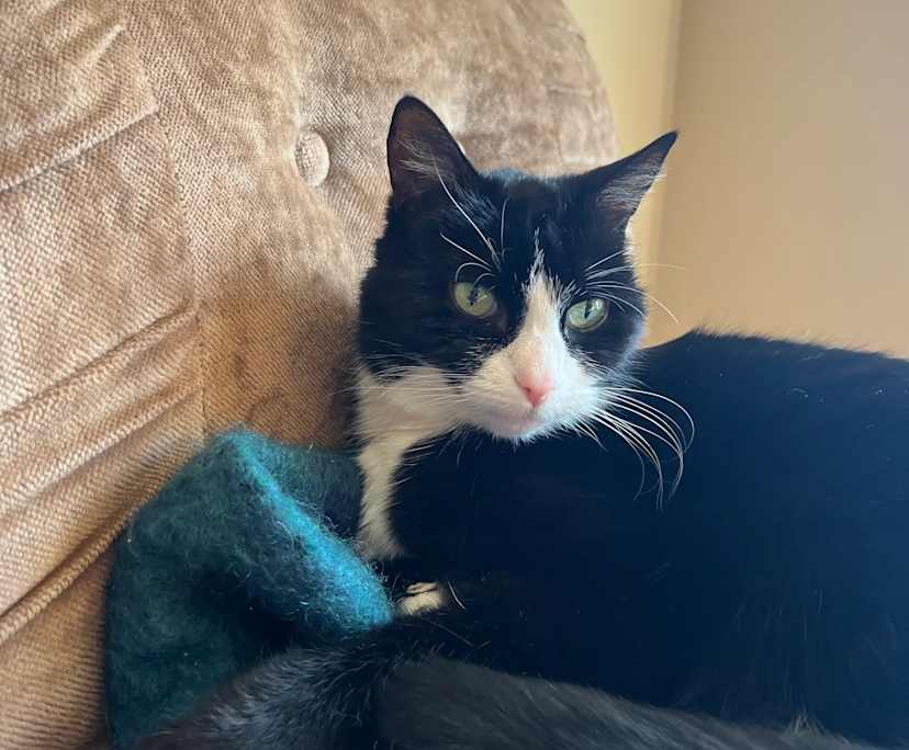 $200, Share-house, 3 bathrooms, Glenelg East SA 5045