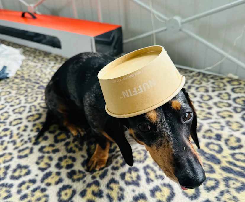 $270, Share-house, 2 bathrooms, Yandina QLD 4561