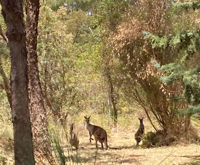 $250-300, Share-house, 3 rooms, Carramar WA 6031, Carramar WA 6031