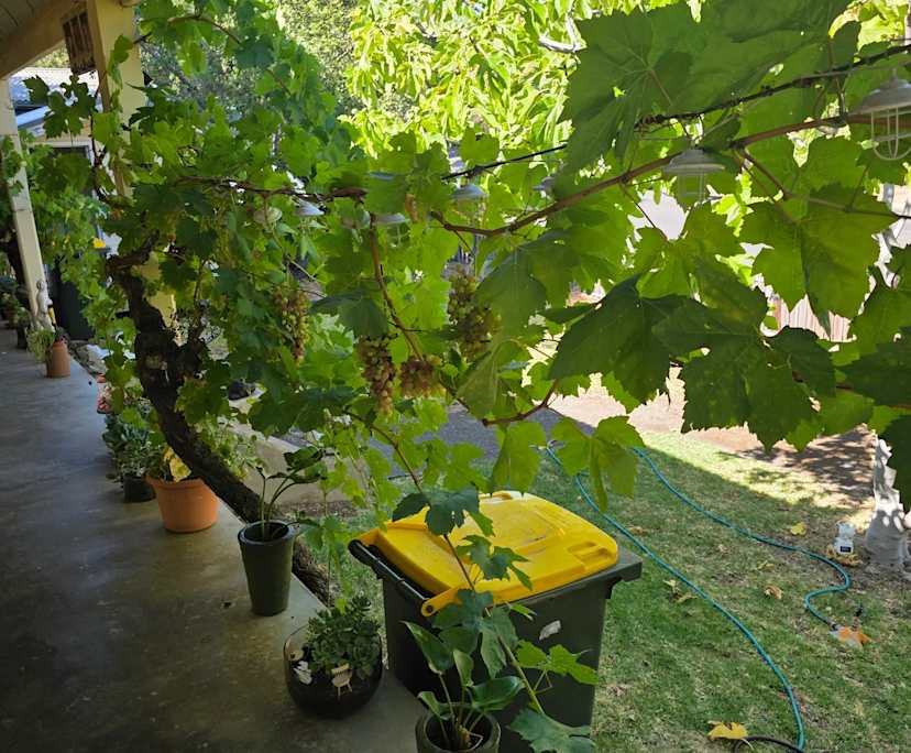 $250, Share-house, 3 bathrooms, Angaston SA 5353