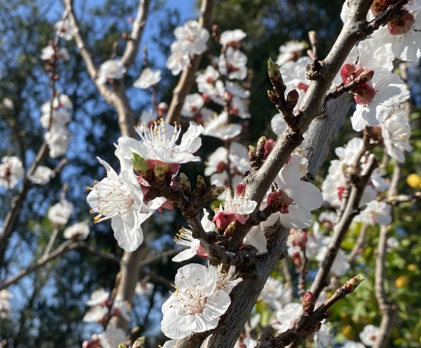 $260-270, Homestay, 2 rooms, Roxburgh Park VIC 3064, Roxburgh Park VIC 3064