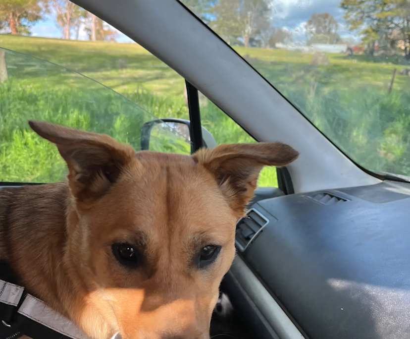 Room in a share house