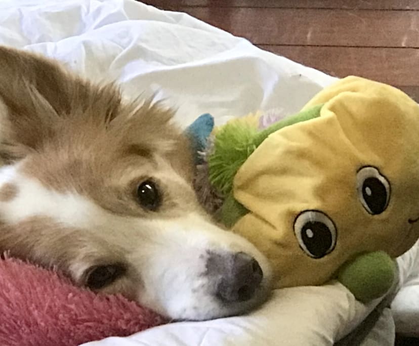 $300, Share-house, 3 bathrooms, Indooroopilly QLD 4068