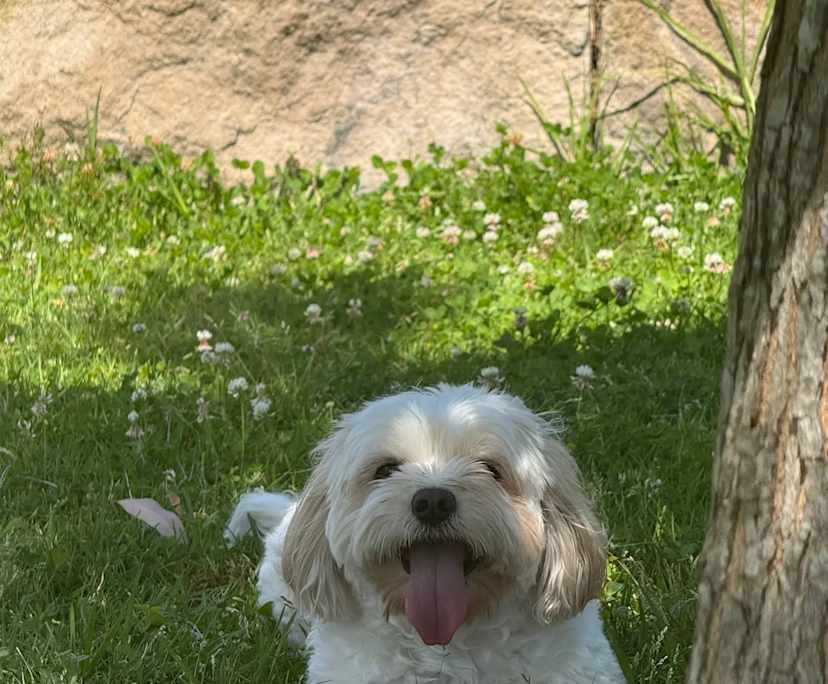 $450, Flatshare, 2 bathrooms, Wentworth Point NSW 2127