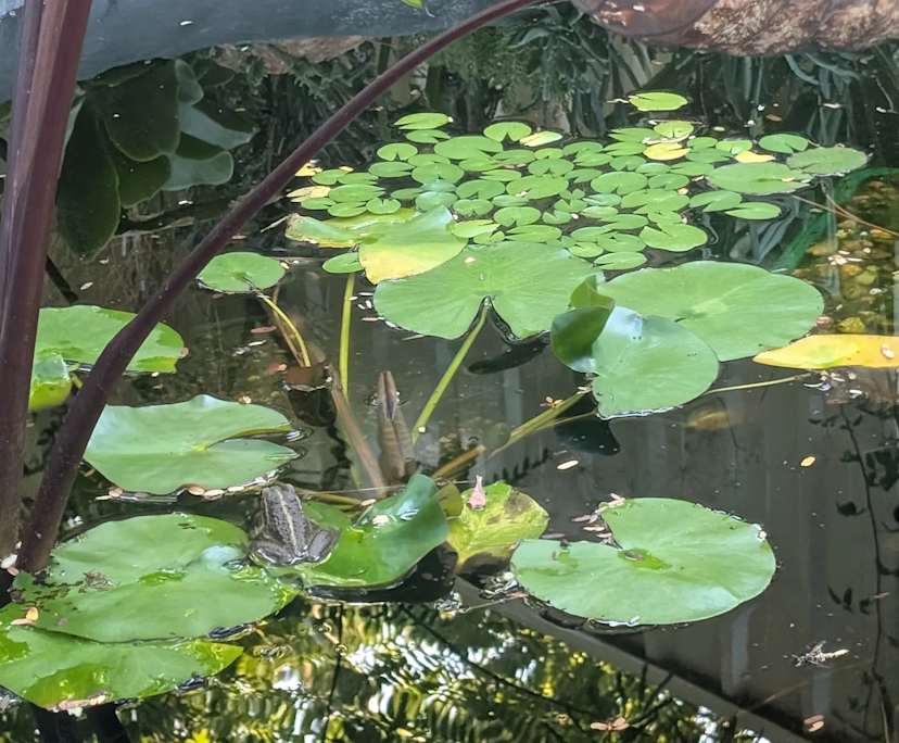 $300, Share-house, 4 bathrooms, Canning Vale WA 6155