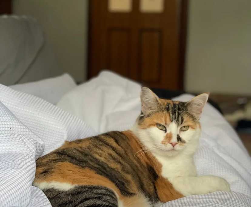 $270, Share-house, 4 bathrooms, Arncliffe NSW 2205