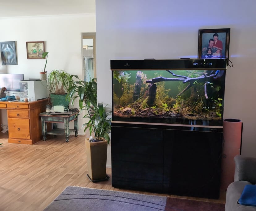 Whole property with 3 rooms for rent