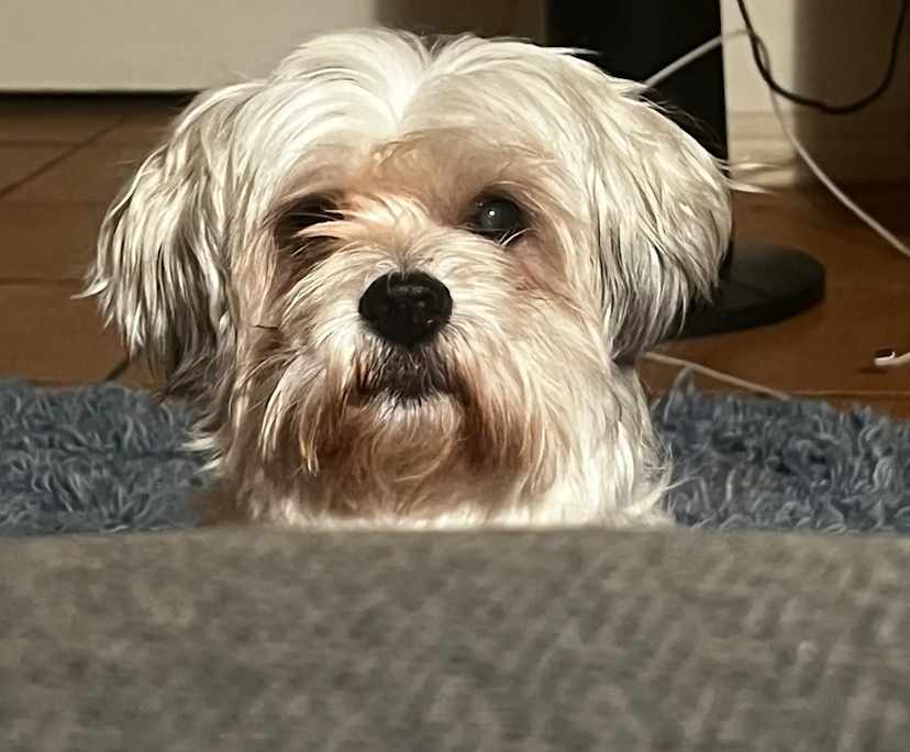 $300, Flatshare, 2 bathrooms, Windsor QLD 4030