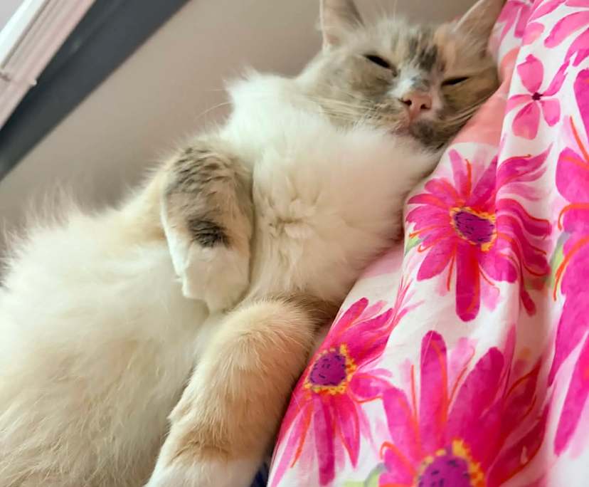 $210, Share-house, 3 bathrooms, Stafford QLD 4053