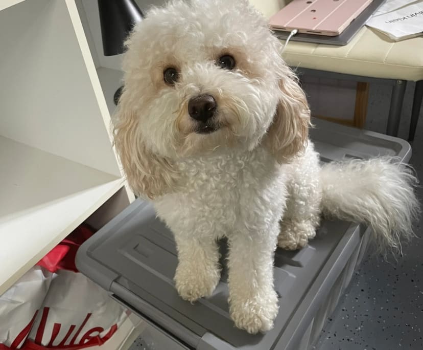 $250, Share-house, 3 bathrooms, Runcorn QLD 4113