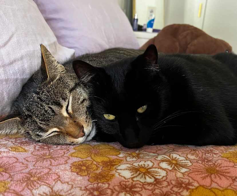 $600, Share-house, 3 bathrooms, Buderim QLD 4556