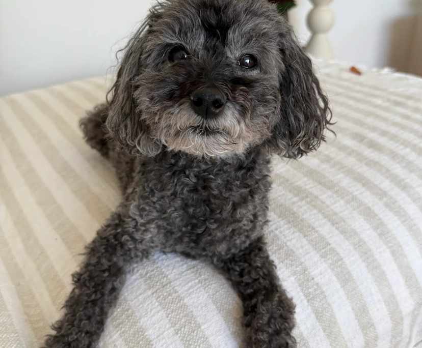 $680, 1-bed, 1 bathroom, Kogarah NSW 2217