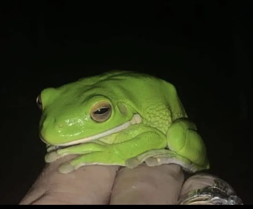 $260, Share-house, 4 bathrooms, Trinity Beach QLD 4879