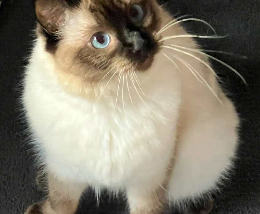 $280, Flatshare, 3 bathrooms, North Strathfield NSW 2137