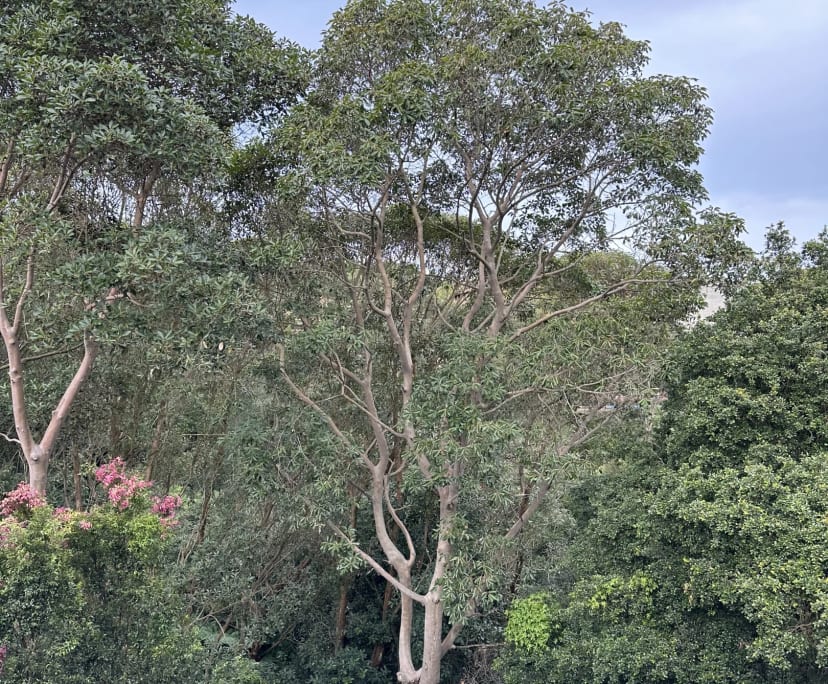 $575, Flatshare, 2 bathrooms, Randwick NSW 2031