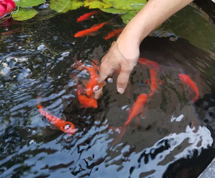 $225-285, Share-house, 2 rooms, Footscray VIC 3011, Footscray VIC 3011