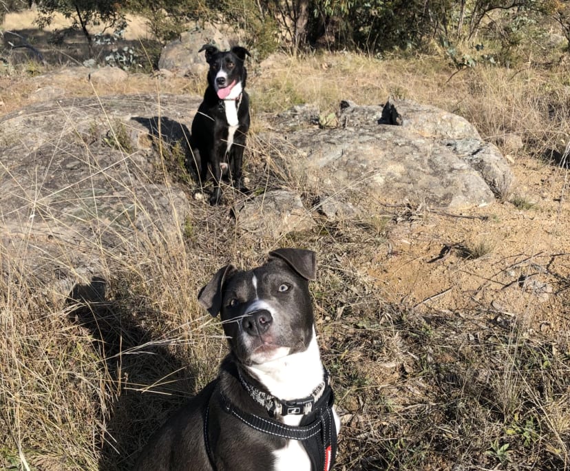 $170, Share-house, 4 bathrooms, Watson ACT 2602