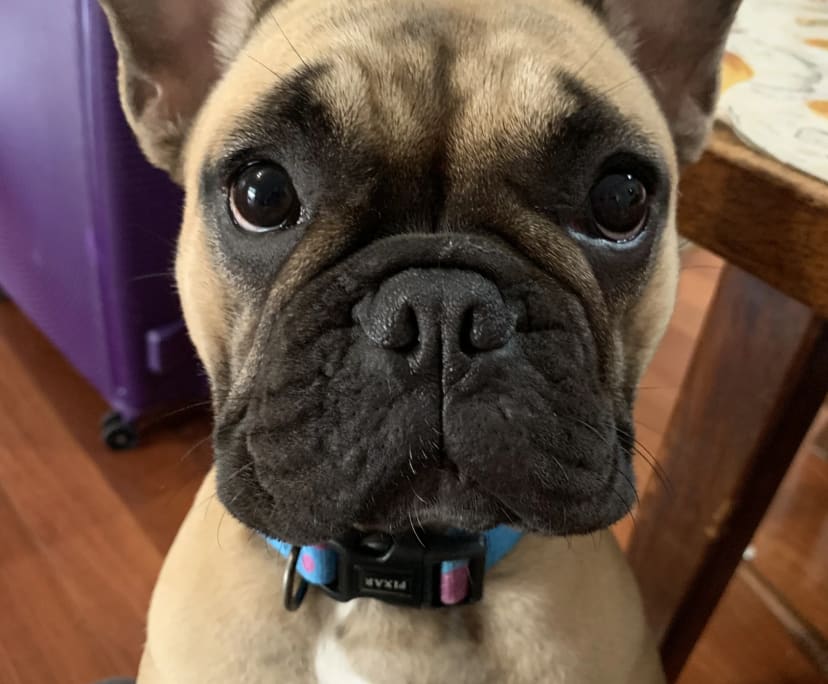 $260, Share-house, 3 bathrooms, Catherine Field NSW 2570