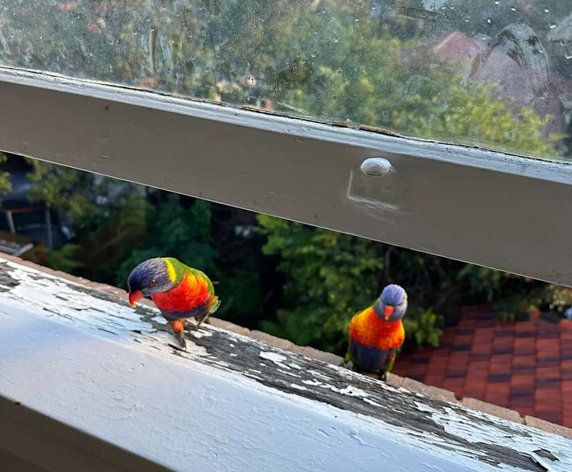 $400, Flatshare, 3 bathrooms, North Bondi NSW 2026