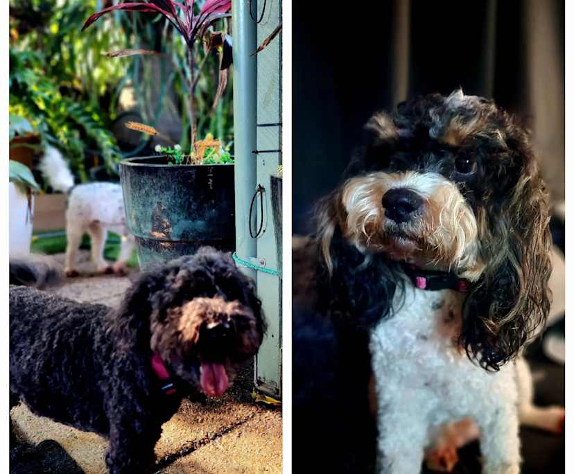 $275, Share-house, 6 bathrooms, Mansfield QLD 4122