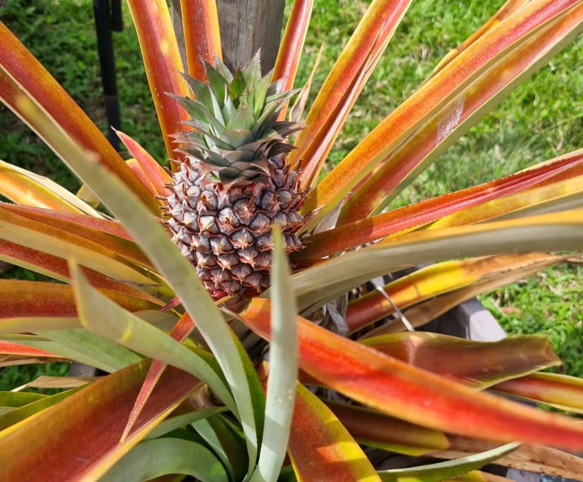 $300, Share-house, 4 bathrooms, Jubilee Pocket QLD 4802