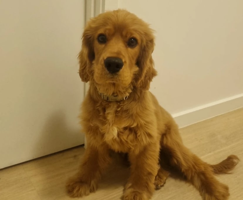 $350, Share-house, 3 bathrooms, Pacific Pines QLD 4211