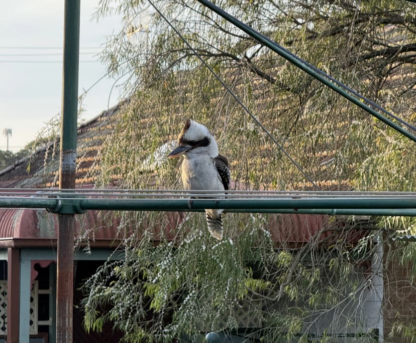 $300, Share-house, 3 bathrooms, New Lambton NSW 2305