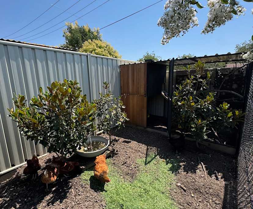 $300, Share-house, 3 bathrooms, Theodore ACT 2905