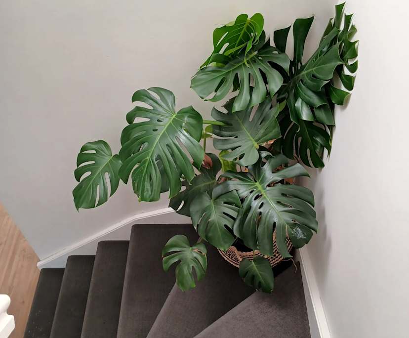 $300, Share-house, 3 bathrooms, Christies Beach SA 5165