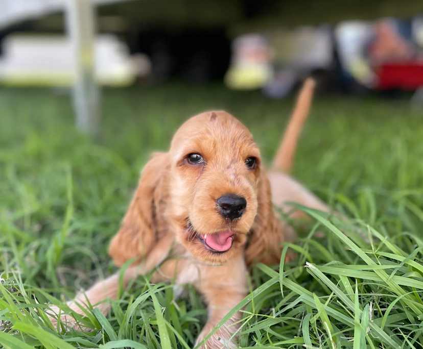 $350, Share-house, 3 bathrooms, Berserker QLD 4701