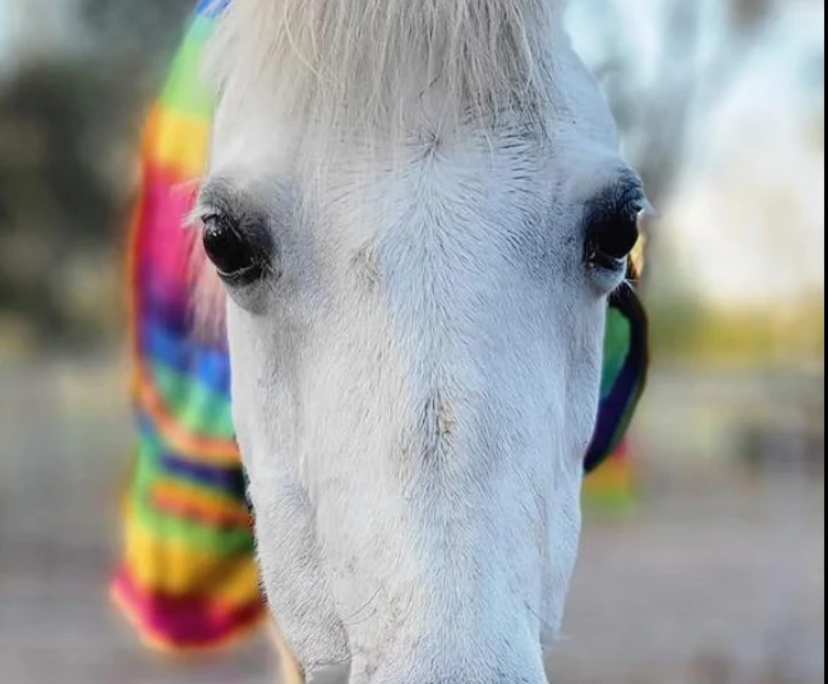 $250, Share-house, 5 bathrooms, Karalee QLD 4306