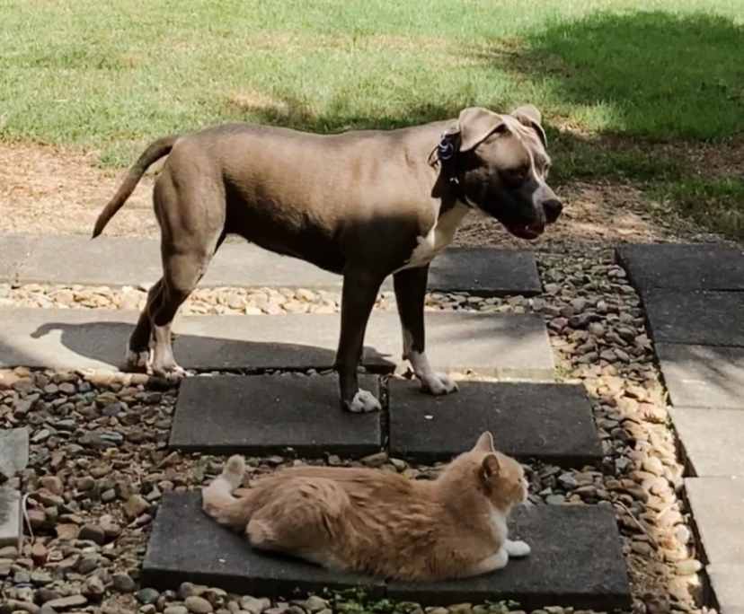 $350, Share-house, 3 bathrooms, Wavell Heights QLD 4012