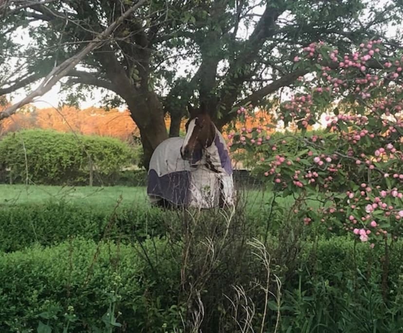 Room for Rent in Gundaroo, NSW 180, Unfurnished,