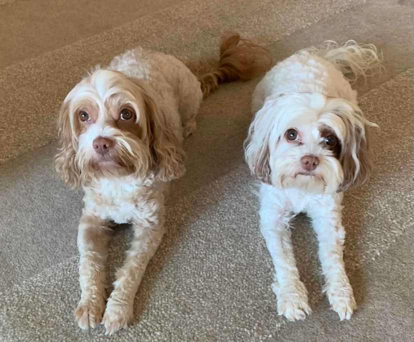 $300, Studio, 1 bathroom, Copacabana NSW 2251