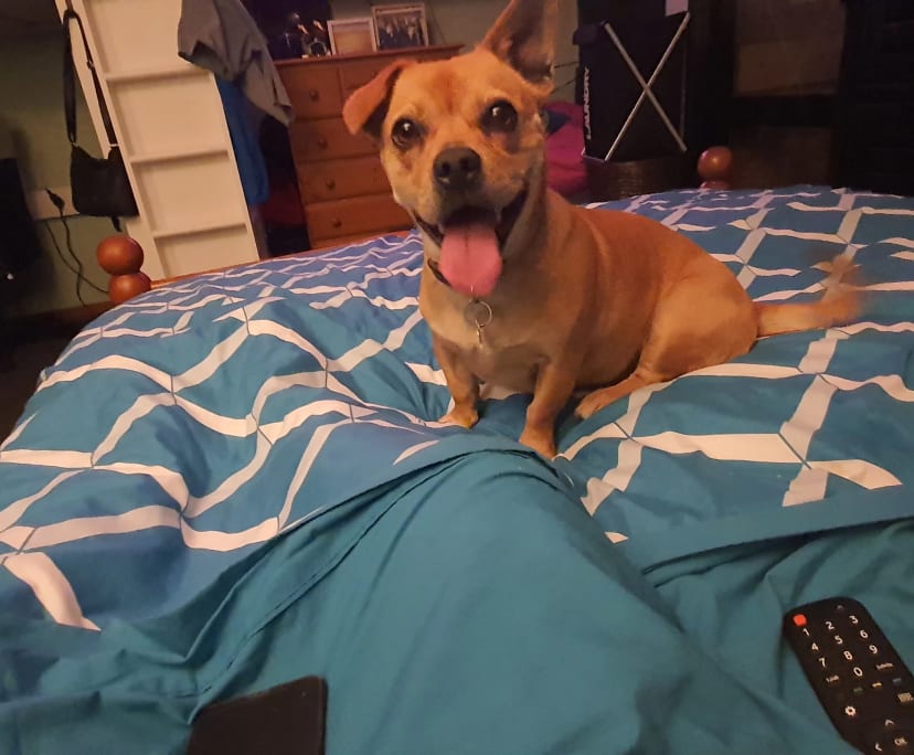 $230, Share-house, 3 bathrooms, Footscray VIC 3011