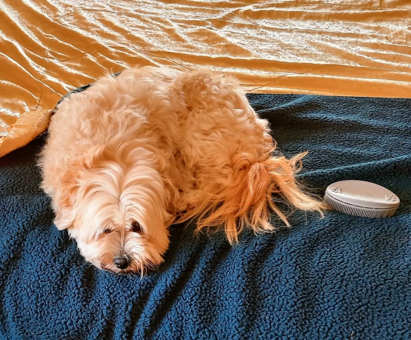 Room for Rent in Ashmore, Gold Coast 220, Furnish...