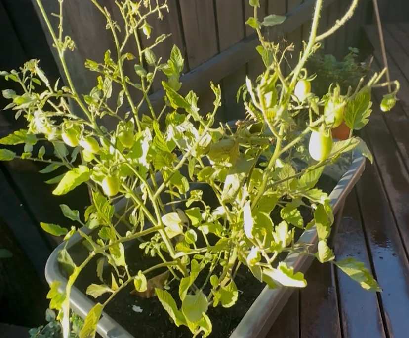 $350-400, Share-house, 3 rooms, Camberwell VIC 3124, Camberwell VIC 3124